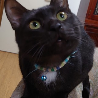 活発食いしんぼなコルト君❤