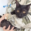 甘えんぼの黒しま仔猫
