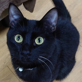 抱っこ抱っこーーっ♪のファルコ君❤