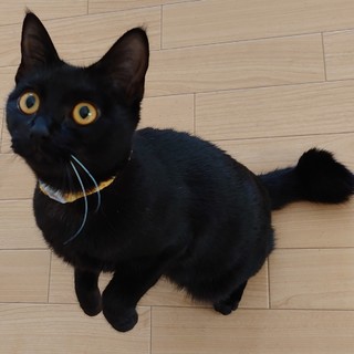 のんびりおっとりのだいだいちゃん❤