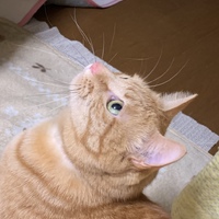 茶豆