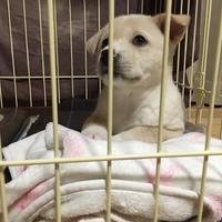 クリム（クーちゃん）