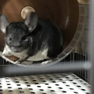 チンチラの里親様を探しています。