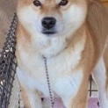 カワイイ柴犬のききちゃん