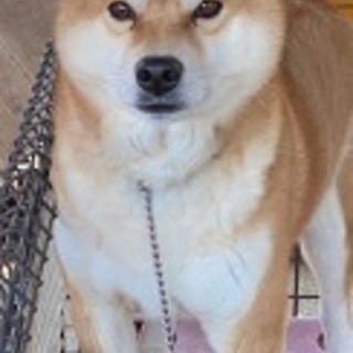 カワイイ柴犬のききちゃん