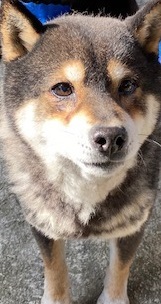 落ち着いた黒柴君10歳位 山梨県 犬の里親募集 ペットのおうち 月間利用者150万人