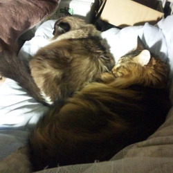 「N(ネコ)ウォームは暖かい！」サムネイル1