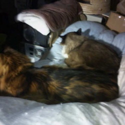 「N(ネコ)ウォームは暖かい！」サムネイル2