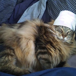 「N(ネコ)ウォームは暖かい！」サムネイル3