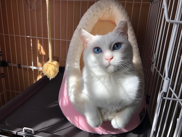 豊満ボディの悩殺エアふみ 宮城県 猫の里親募集 ペットのおうち 月間利用者150万人