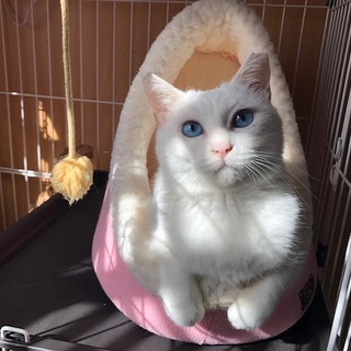 豊満ボディの悩殺エアふみふみ♫甘ったれブルー瞳女子