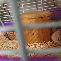 ぼーーーっともひもひ