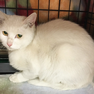 まんまる真っ白可愛い女の子　白子ちゃん