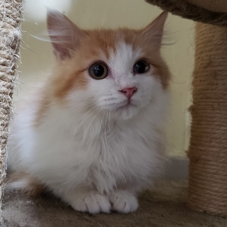 長毛茶シロふわふわのれお君、エイズ陽性