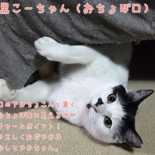 久留米市/おちょぼ口猫♀