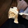 ゆうーき