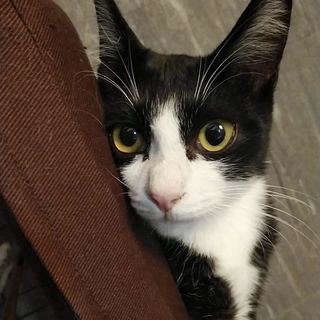 決定♡優しく穏やかなハチワレ男の子♡