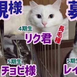 【里親募集猫】白長毛種リク君、チョビ様&レイちゃん