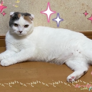 穏やかで性格花丸のスコティッシュフォールド