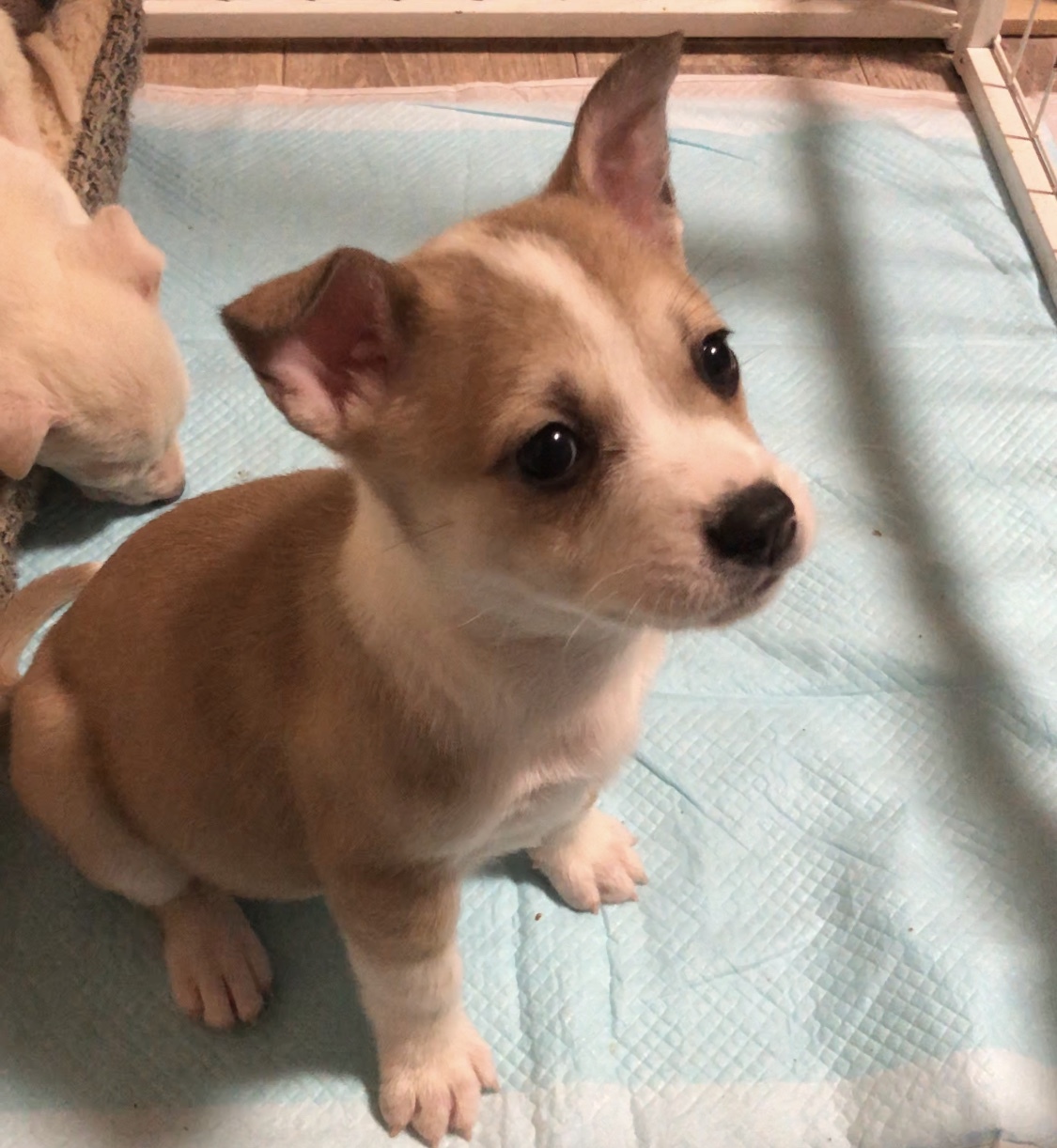 マーテルchan ２ヶ月 広島県 犬の里親募集 ペットのおうち 月間利用者150万人