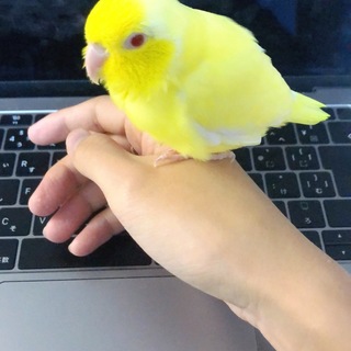 生まれて間もないマメルリハの里親を募集します。