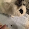保護うさぎ：マシュマロみたいにホワホワ・みりちゃん サムネイル5