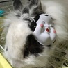 保護うさぎ：マシュマロみたいにホワホワ・みりちゃん サムネイル7