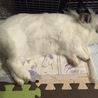 保護うさぎ：マシュマロみたいにホワホワ・みりちゃん サムネイル2