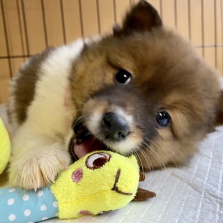抱っこ大好きフワモコりんちゃん1か月半
