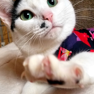 とってもキュートな女の子(動画あり)