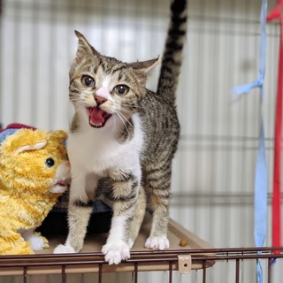 4ヶ月目の甘えんぼな美猫ちゃん