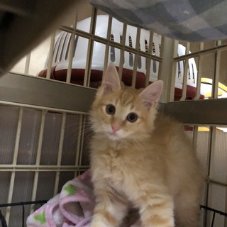 チャトラ半長毛Lくん