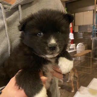 神戸モフモフ隊　りひとくん 里親絶賛募集中！