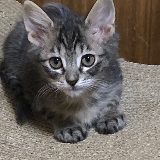 小さいけど元気いっぱい　リトルくん