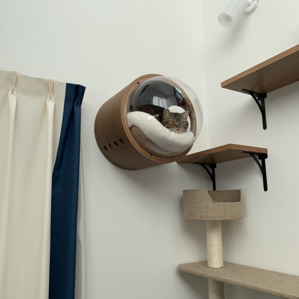 すもものカバー写真