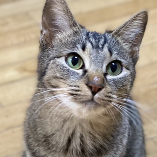 【募集一時停止中】甘えん坊きぃたん