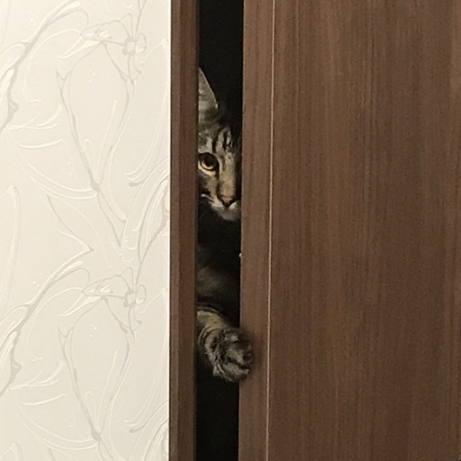 まゆみ1201のカバー写真