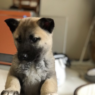 甘え上手なモコモコ、せっちゃん