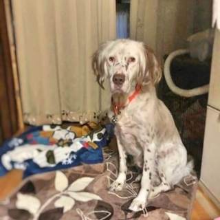 【代理投稿です】賢く元気なイングリッシュセッター