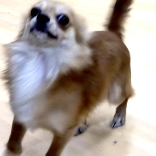 【新しいお家が決定致しました。】チワワの男の子