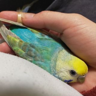 【保護インコ】幸せになってね