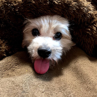 1歳のミックス小型犬の男の子！