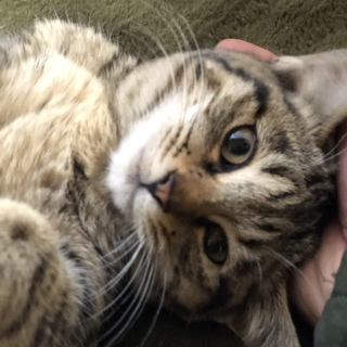 アイドルだったら聖子ちゃんタイプ♪♪♪