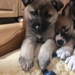 おっとり慣れたら甘えん坊なりんちゃん