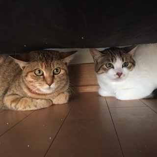 人馴れ修行中！姉妹猫