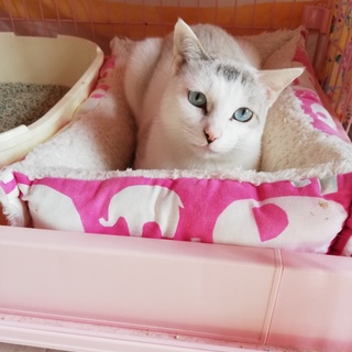 虐待が多い地域から親子で保護しました