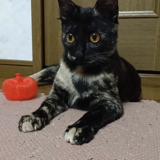 ハル♡スフィンクスの様な異色サビ柄猫♡姉妹♡