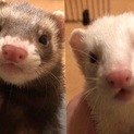 フェレット4匹です。募集一時停止中。