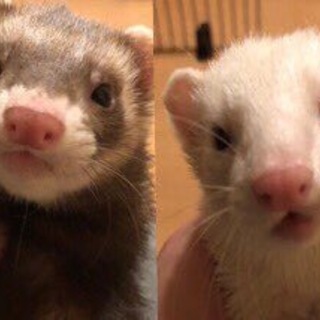 フェレット4匹です。募集一時停止中。