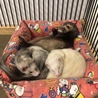 フェレット4匹です。募集一時停止中。 サムネイル2